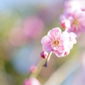 春爛漫