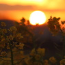 菜の花と夕日