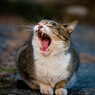Yawn…。