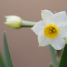 土手に咲く花