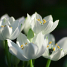 春の花。