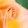 ミニ薔薇。