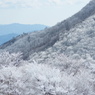 近所で霧氷