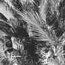 BW 6