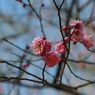 梅（八重寒紅？）