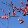 八重寒紅