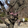 八重寒桜？と行楽の人たち