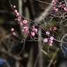 八重寒桜