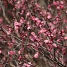 八重寒桜