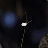 一重野梅