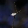 一重野梅