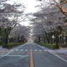 桜のトンネル