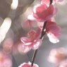 二月の朝