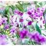 photo_2369901