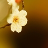 白梅　５