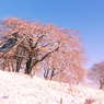 雪花赤花029_県民の森