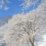 雪花　030_県民の森