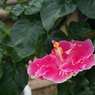 IMGP2564