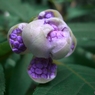 玉紫陽花・蕾