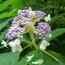 玉紫陽花（咲き始め）
