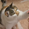 今日は　にゃんこの日(=^･ｪ･^=)