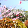 The spring beginning.