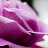 花3