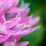 花4