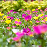 花6