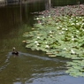 水蓮の池とカルガモ  （せせらぎ公園）