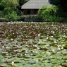 古民家と水蓮の池  （せせらぎ公園）