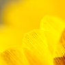 Spring ephemeral 4
