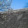白梅と萱葺き屋根