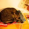 【旅】［伊豆］カフェに居た猫