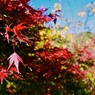 【旅】［伊豆］紅葉