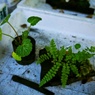 【旅】［伊豆］植木？