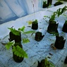 【旅】［伊豆］植木？