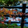 【旅】［伊豆］紅葉