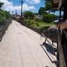 【旅】［沖縄-石垣島-竹富島］水牛車から