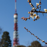 東京タワーと梅