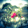 花２