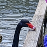 黒鳥と男の子