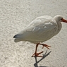 白の鳥
