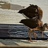 花鳥園にて