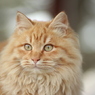 野良猫スナップ