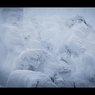 蔵王　樹氷林