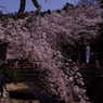 しだれさくら
