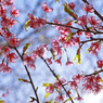 河津桜の花咲く頃