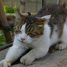 川越で見つけた猫