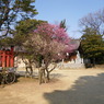 天満宮の梅２